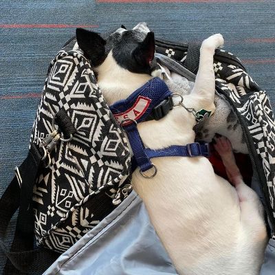 Miche Braden's  pet dog Xena May taking a nap while going to the market 